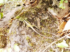 Diploderma splendidum