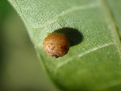 Polystepha globosa