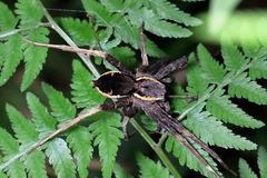 Dolomedes nigrimaculatus