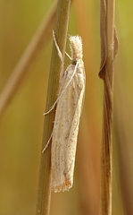 Agriphila inquinatella
