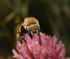 Anthophora montana
