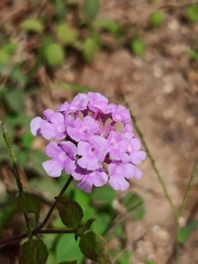 Lantana montevidensis
