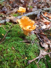 Cantharellus lateritius