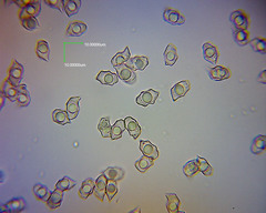 Entoloma phaeomarginatum image