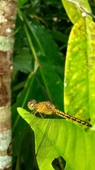 Neurothemis