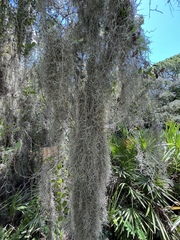 Tillandsia usneoides