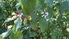Cornus drummondii