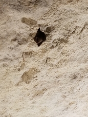 Rhinolophus hipposideros