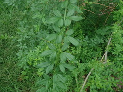 Jasminum