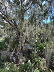 Tillandsia usneoides