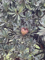 Protea roupelliae roupelliae