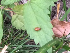 Sphaeroderma testaceum