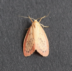 Miltochrista miniata