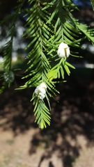 Taxodiomyia cupressiananassa