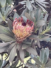 Protea roupelliae roupelliae