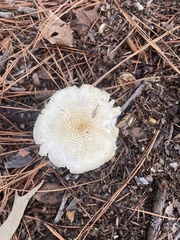 Neolentinus lepideus