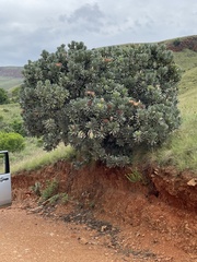 Protea roupelliae roupelliae