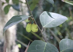 Dalbergia ecastaphyllum