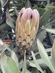 Protea roupelliae roupelliae