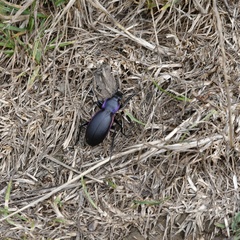 Carabus violaceus