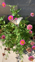 Iphiclides podalirius