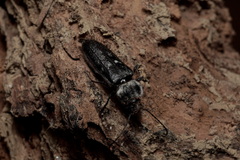Hylotrupes bajulus