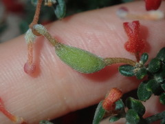 Grevillea crassifolia