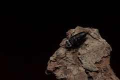 Hylotrupes bajulus
