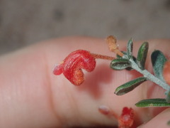 Grevillea crassifolia