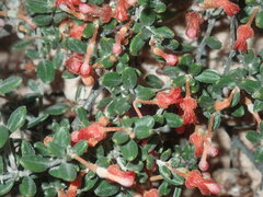 Grevillea crassifolia