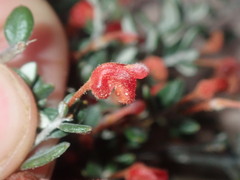 Grevillea crassifolia