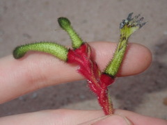 Anigozanthos bicolor decrescens