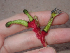 Anigozanthos bicolor decrescens