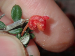 Grevillea crassifolia