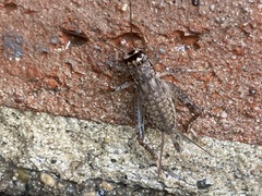 Velarifictorus micado