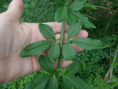 Jasminum