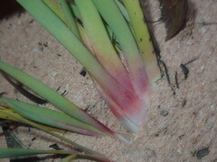 Anigozanthos bicolor decrescens