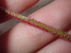 Anigozanthos bicolor decrescens