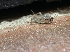 Velarifictorus micado