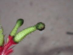 Anigozanthos bicolor decrescens