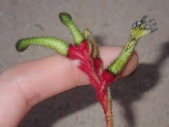 Anigozanthos bicolor decrescens