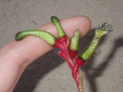Anigozanthos bicolor decrescens
