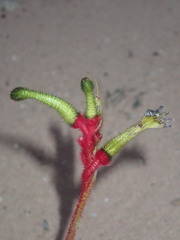 Anigozanthos bicolor decrescens
