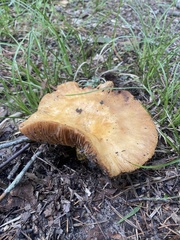Russula grata