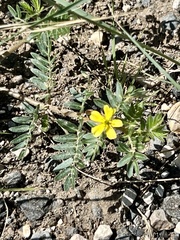 Tribulus terrestris