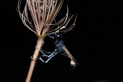 Ammophila