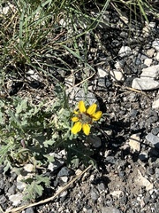 Berlandiera lyrata