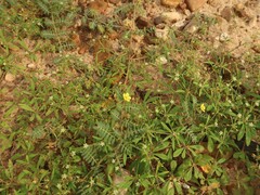 Tribulus terrestris
