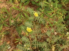 Tribulus terrestris