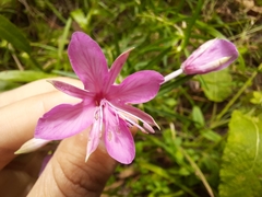 Chamaenerion dodonaei